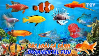 Những Loài Cá Cảnh Đẹp Nhất Thế Giới  ORNAMENTAL FISH [upl. by Steinberg]