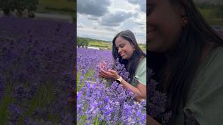 Warwickshire Lavender Farm warwickshire lavenderfarm lavender coventry england uk jibiseye [upl. by Bibby]