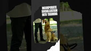 Smart Dog Training Mixing Socialization with Commands [upl. by Egor265]