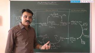 Photorespiration C2 Cycle in Photosynthesis  NEET [upl. by Suzetta]