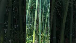 Phyllostachys aureosulcata [upl. by Gayleen]