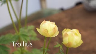 Trollius  Globe Flowers [upl. by Zacek691]