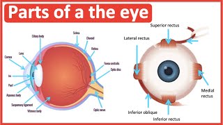 Eye anatomy amp function 👀  Easy science lesson [upl. by Greff127]