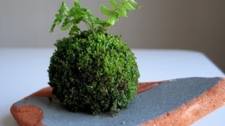 How to Make a Moss Ball Emmymade [upl. by Lurette822]