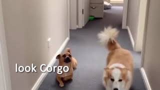 Dog makes fun of Corgi but will there be repawcussions [upl. by Rockel]