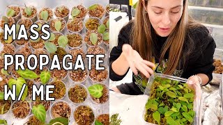 Propagate 100 Plants  How To Mass Propagate Houseplants Tips amp Tricks [upl. by Clemmie]