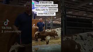 Longhorn Heifer sells for 57000 today [upl. by Lisab]