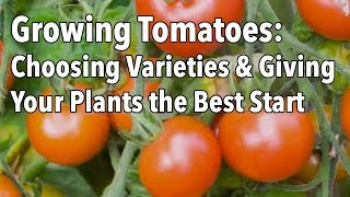 Growing Tomatoes Choosing Varieties and Giving Your Plants the Best Possible Start [upl. by Lorens]