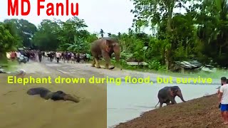 Elephant drown during flood elephant in flood My first video [upl. by Kiyoshi]