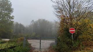 Hochnebel in der Waldstraße in Meschede heute morgen am 6112024🌫️ [upl. by Ahsok]