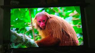 TV LG SK8500 ULTRA UHD 4K [upl. by Johnathon624]