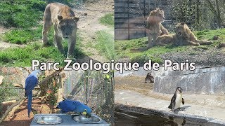 Parc Zoologique de Paris Visite Complète Vidéo Détente [upl. by Lennahc]