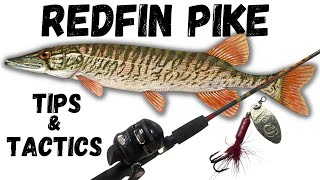 Uncovering the Secret to Catching More Redfin Pickerel Redfin Pike [upl. by Narcis276]