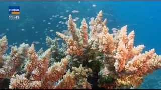 Great Barrier Reef  Das Paradies im Meer [upl. by Yatnoj]