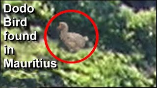 Living Dodo bird found in Mauritius new video evidence [upl. by Eseyt]