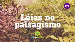 Léias no paisagismo [upl. by Gwenn]