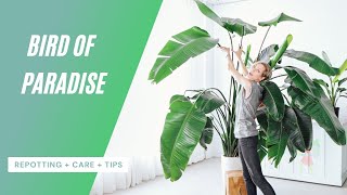 Bird Of Paradise Care  Repotting  Watering  Tips 🌱 [upl. by Alicec]