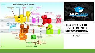 Protein Transport in Mitochondria [upl. by Nauqahs452]