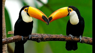 Toucans The Rainbows Of The Rainforest [upl. by Rudelson663]