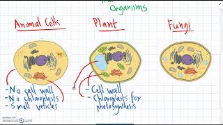 Animal Plant amp Fungus Cells [upl. by Mihcaoj]