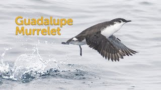 Guadalupe Murrelet Rarest Alcid [upl. by Thierry]