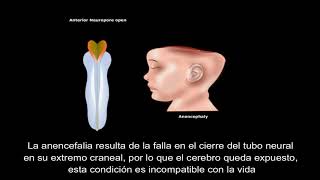 Desarrollo del sistema nervioso Neurulación Primaria [upl. by Haelat78]