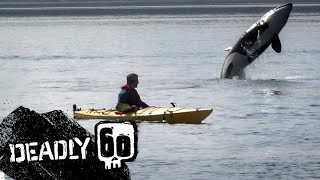 Orca Leaping Out Of Water  Deadly 60  BBC Earth Kids [upl. by Izmar]