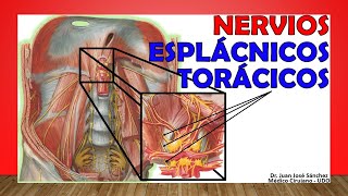 🥇 NERVIOS ESPLÁCNICOS TORÁCICOS Anatomía Función ¡Fácil Explicación [upl. by Garrison]