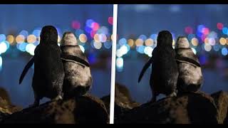 Photo of 2 widowed penguins comforting each other wins award in Australia Soooo Cute  Really News [upl. by Eisenstark246]