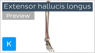 Functions of the extensor hallucis longus muscle preview  3D Human Anatomy  Kenhub [upl. by Angelique]