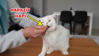 KEDİLER İÇİN EVDE İÇDIŞ PARAZİT UYGULAMASI 1 Yıllık Aşılarını Toplu Aldık [upl. by Yaeger]