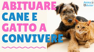 COME ABITUARE CANE E GATTO A CONVIVERE [upl. by Ojoj]