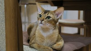 How to Care for Abyssinian Cats  Training Your Cat [upl. by Ahselak]