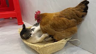 The kitten is very angry💢❗️Its so funny and cute The hen insisted on sleeping with the kitten😂 [upl. by Olathe]