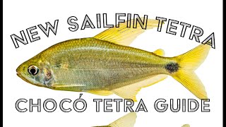 New Sailfin Tetra Found In Colombia  Chocó Tetra Guide [upl. by Britton938]