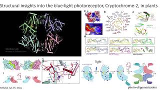 Structural insights into plant bluelight photoreceptor Cryptochrome 2 Shabek Lab  UC Davis [upl. by Ari]