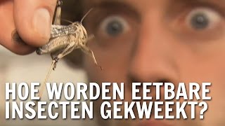 Hoe worden eetbare insecten gekweekt  De Buitendienst over insecten [upl. by Zennie124]