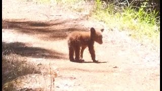 Bear Cub  Alone on the Trail [upl. by Wellington]