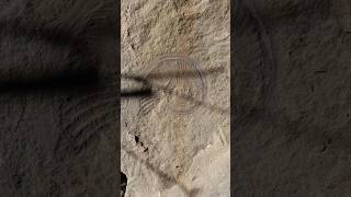 Miren un hermoso ammonite fosilizado fosil paleontologia curiosidades [upl. by Alleacim]