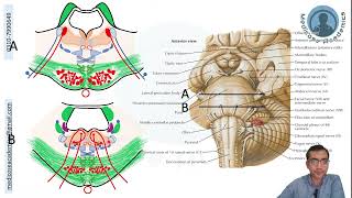 Pons Cross Sectional Anatomy [upl. by Yrrap433]