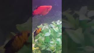 😍 Red platy fish 😍 Very Beautiful Colour 💯🔥 [upl. by Arytahs892]