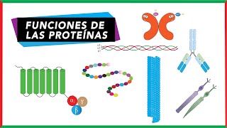 Funciones de las proteínas consolidado  Bioquímica [upl. by Yanaton8]