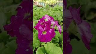 The golden nursery primulaplants shortvideo gardenplants soplant [upl. by Nylkaj263]