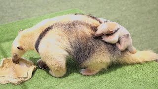 Tamandua pup born at San Diego Zoo [upl. by Sihtnyc]