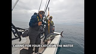 Caring for your catch on the water  bluefin and yelowfin tuna [upl. by Iasi]