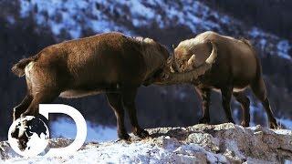 Male Alpine Ibex Goats Go Head To Head  Wildest Europe [upl. by Rimola767]