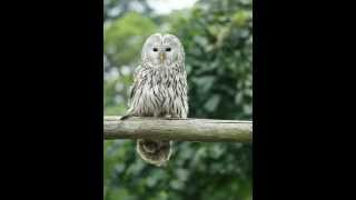 Strix uralensis Ural owl 2 Hooting male in the vicinity of the nest [upl. by Soloma656]