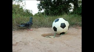 Armadilha fácil bola [upl. by Arte]