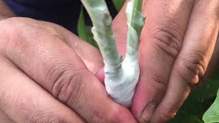 How to Double Graft Avocado Trees [upl. by Lonee]