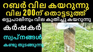 ഇന്നത്തെ റബ്ബർ വിലയിൽ വമ്പിച്ച മുന്നേറ്റം  Manojnediyackal rubber tapping [upl. by Alcus]